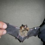 Kentucky Bat Survey