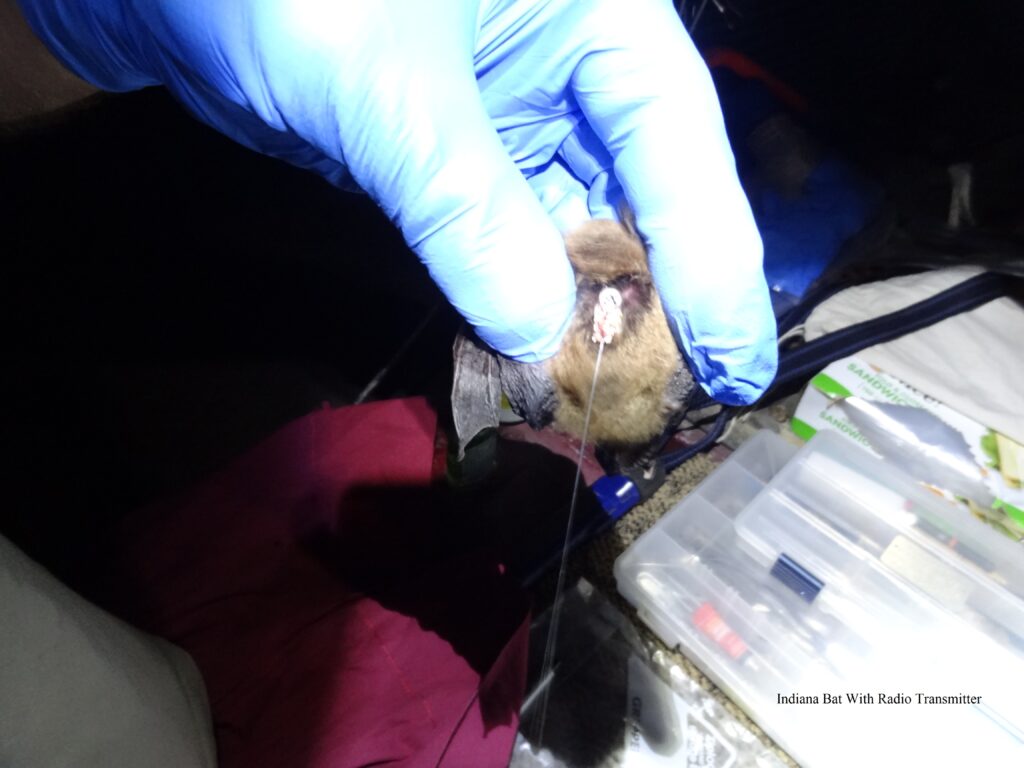 Bat Tracking Indiana Bat Northern Longear Transmitter