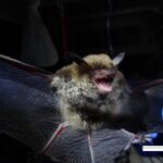 Female Indiana Bat Survey Assessment