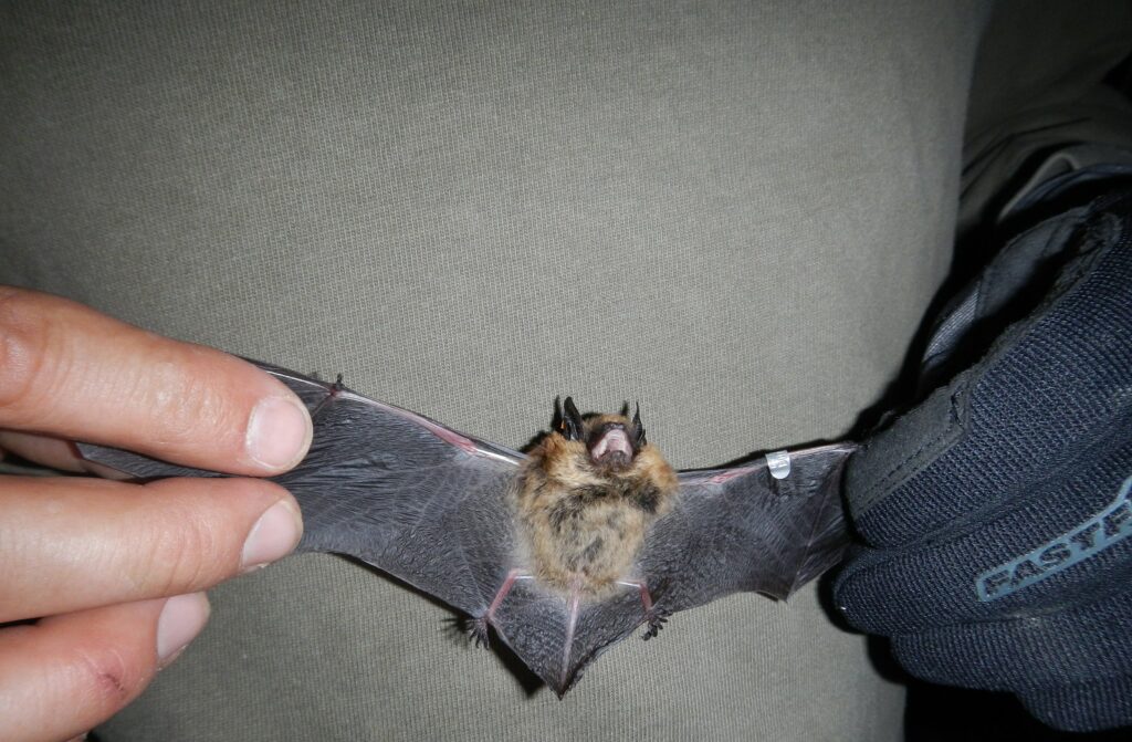 Indiana Bat Surveys Endangered Species